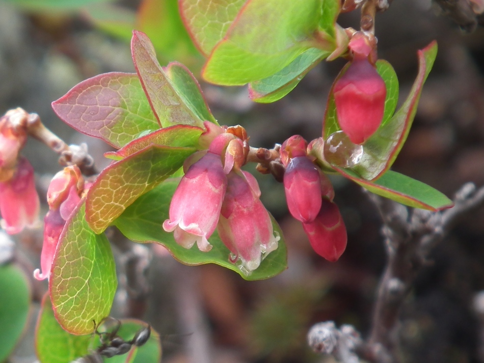 Vaccinium uliginosum L. / Mirtillo falso